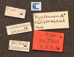 Hypothenemus californicus by the Smithsonian. Used under a CC0 license.