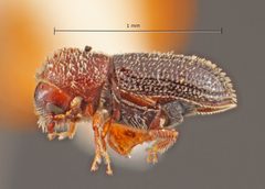 Hypothenemus californicus by the Smithsonian. Used under a CC0 license.