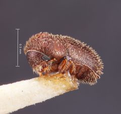 Hypothenemus ceibae by the Smithsonian. Used under a CC0 license.