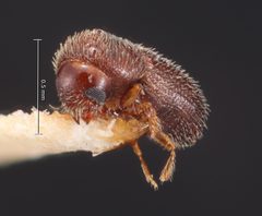 Hypothenemus pilosus by the Smithsonian. Used under a CC0 license.