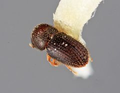 Hypothenemus rugosipes by the Smithsonian. Used under a CC0 license.