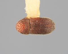 Hypothenemus solocis by the Smithsonian. Used under a CC0 license.