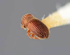 Hypothenemus solocis by the Smithsonian. Used under a CC0 license.