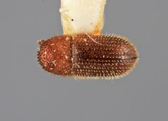 Hypothenemus suspectus by the Smithsonian. Used under a CC0 license.