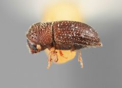 Hypothenemus teretis by the Smithsonian. Used under a CC0 license.