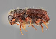 Ips borealis lanieri by the Smithsonian. Used under a CC0 license.