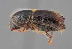 Ips pilifrons thatcheri by the Smithsonian. Used under a CC0 license.