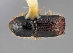 Ips pilifrons thatcheri by the Smithsonian. Used under a CC0 license.