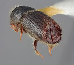 Ips pilifrons thatcheri by the Smithsonian. Used under a CC0 license.