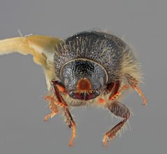 Ips pilifrons thatcheri by the Smithsonian. Used under a CC0 license.