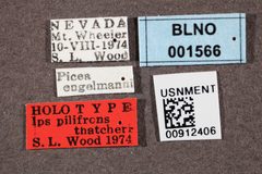 Ips pilifrons thatcheri by the Smithsonian. Used under a CC0 license.