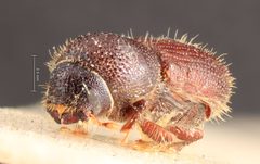 Ips tridentatus by the Smithsonian. Used under a CC0 license.