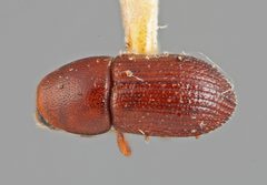 Loganius ficus by the Smithsonian. Used under a CC0 license.