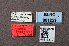 Loganius impressus by the Smithsonian. Used under a CC0 license.