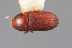 Loganius impressus by the Smithsonian. Used under a CC0 license.