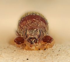 Loganius vestitus by the Smithsonian. Used under a CC0 license.