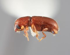 Lymantor alaskanus by the Smithsonian. Used under a CC0 license.