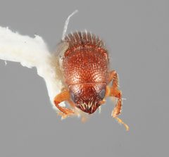Lymantor alaskanus by the Smithsonian. Used under a CC0 license.