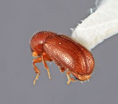 Lymantor alaskanus by the Smithsonian. Used under a CC0 license.