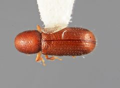 Lymantor alaskanus by the Smithsonian. Used under a CC0 license.