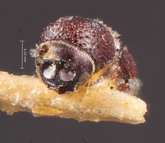 Micracis biorbis by the Smithsonian. Used under a CC0 license.