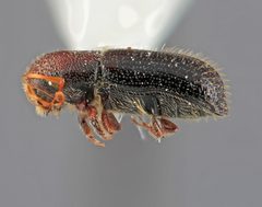 Micracis burgosi by the Smithsonian. Used under a CC0 license.