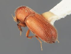 Micracis carinulus by the Smithsonian. Used under a CC0 license.