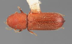 Micracis costaricensis by the Smithsonian. Used under a CC0 license.