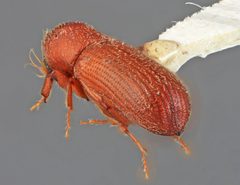 Micracis costaricensis by the Smithsonian. Used under a CC0 license.