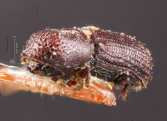 Micracis harnedi by the Smithsonian. Used under a CC0 license.