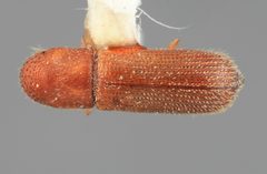Micracis inimicus by the Smithsonian. Used under a CC0 license.