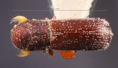 Micracis lignator by the Smithsonian. Used under a CC0 license.