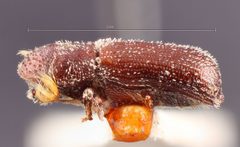Micracis lignator by the Smithsonian. Used under a CC0 license.