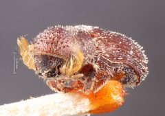 Micracis lignator by the Smithsonian. Used under a CC0 license.
