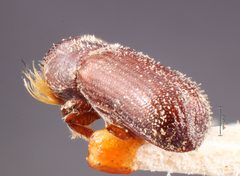 Micracis lignator by the Smithsonian. Used under a CC0 license.