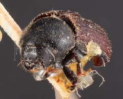 Phloeosinus cupressi by the Smithsonian. Used under a CC0 license.