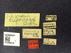 Phloeosinus cupressi by the Smithsonian. Used under a CC0 license.