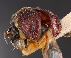 Phloeosinus cupressi by the Smithsonian. Used under a CC0 license.