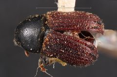 Phloeosinus cupressi by the Smithsonian. Used under a CC0 license.