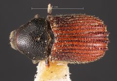 Phloeosinus hoferi by the Smithsonian. Used under a CC0 license.