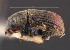 Phloeosinus keeni by the Smithsonian. Used under a CC0 license.