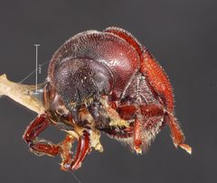 Phloeosinus sequoiae by the Smithsonian. Used under a CC0 license.