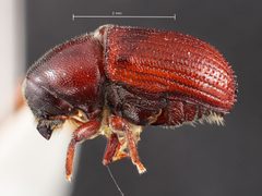 Phloeosinus sequoiae by the Smithsonian. Used under a CC0 license.