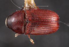 Phloeosinus sequoiae by the Smithsonian. Used under a CC0 license.