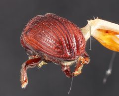 Phloeosinus sequoiae by the Smithsonian. Used under a CC0 license.