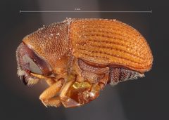 Phloeosinus taxodii by the Smithsonian. Used under a CC0 license.