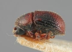Phloeotribus bolivianus by the Smithsonian. Used under a CC0 license.