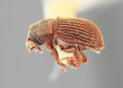 Phloeotribus hystrix by the Smithsonian. Used under a CC0 license.