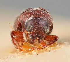 Phloeotribus insularis by the Smithsonian. Used under a CC0 license.