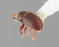 Phloeotribus minor by the Smithsonian. Used under a CC0 license.